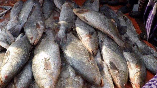 গবেষকদের আশঙ্কা : নির্বিচার শিকারে মাছশূন্য হতে পারে বঙ্গোপসাগর - দৈনিকশিক্ষা