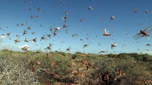 Insects found in Teknaf not locusts: Ministry - Dainikshiksha