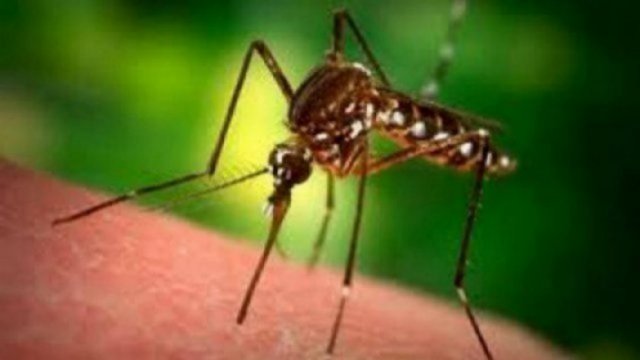 Bangladesh witnesses nine more dengue deaths - Dainikshiksha