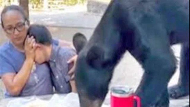 Video of Mexican mother bravely shielding son as bear devours tacos and enchiladas inches away goes viral - Dainikshiksha