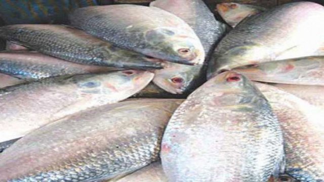 22-day hilsa fishing ban begins at midnight - Dainikshiksha